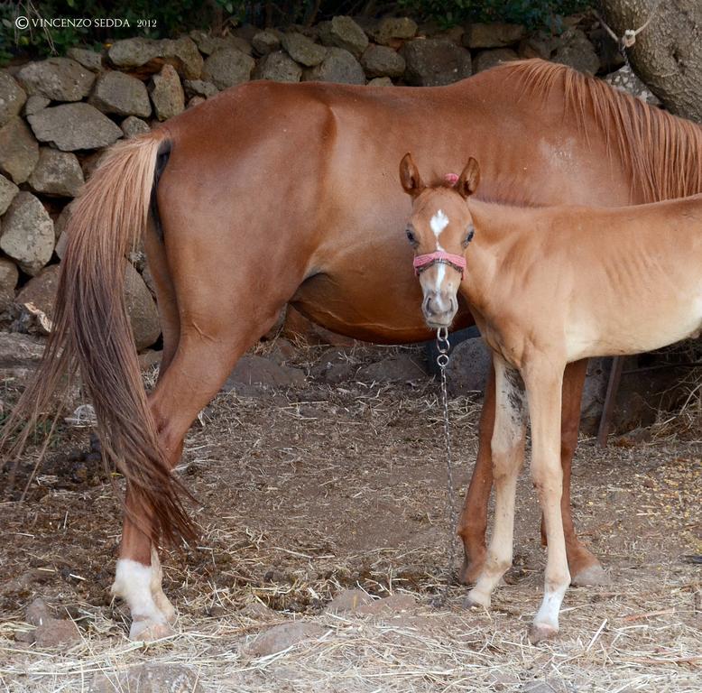 S'ozzastru * Dorgali